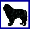 Click here for more detailed Newfoundland breed information and available puppies, studs dogs, clubs and forums